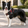 The Custom No-Pull Harness