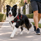 The Custom No-Pull Harness