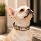 The Custom Name Collar